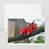Red Macaws 2.JPG ポストカード (正面/裏面)
