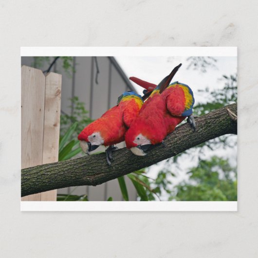 Red Macaws 2.JPG ポストカード (正面)