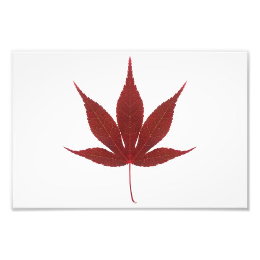 Red Maple Leaf フォトプリント (正面)