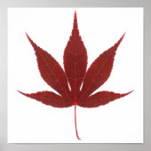 Red Maple Leaf ポスター (正面)