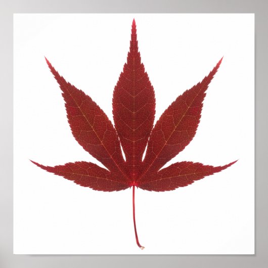 Red Maple Leaf ポスター (正面)