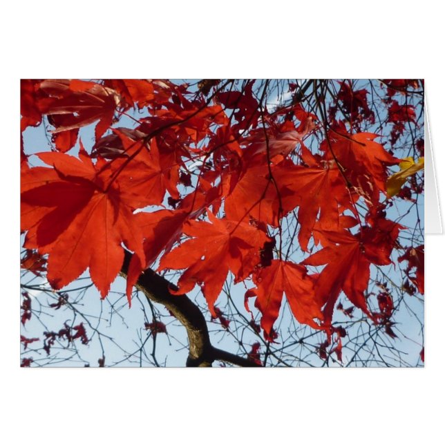 Red Maple Leaves (正面横)