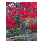 Red Maple Leaves in a Japanese Garden フォトプリント (正面)