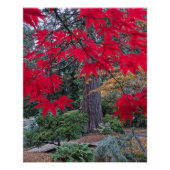 Red Maple Leaves in a Japanese Garden ポスター (正面)