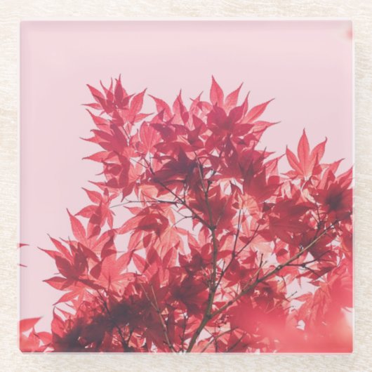Red Maple Leaves on Pink ガラスコースター (正面)