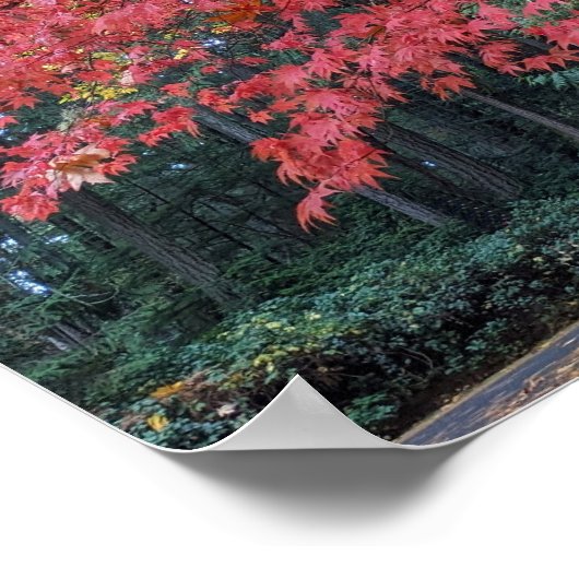 Red Maple Leaves on Tree Botancial ポスター (角)