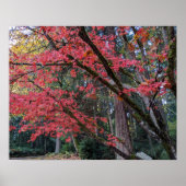 Red Maple Leaves on Tree Botancial ポスター (正面)