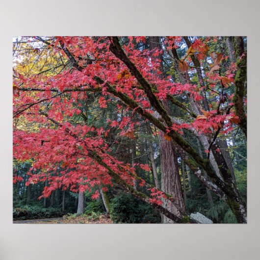 Red Maple Leaves on Tree Botancial ポスター (正面)