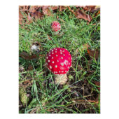 Red mushroom  ポスター (正面)