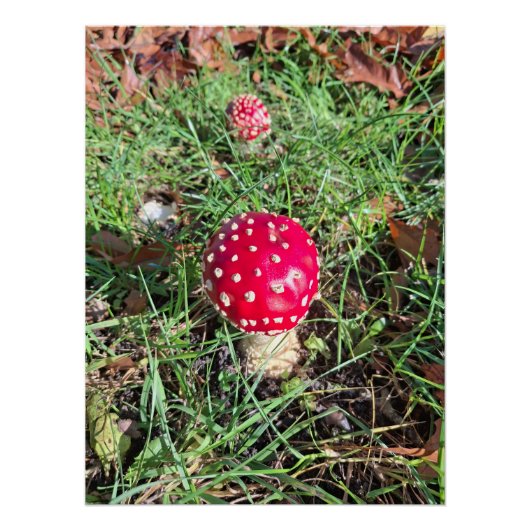 Red mushroom  ポスター (正面)