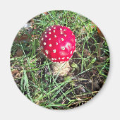 Red mushroom マグネット (正面)