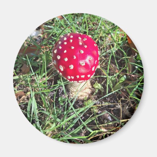 Red mushroom マグネット (正面)