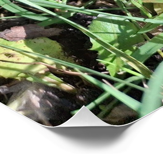 Red mushroom, gnoom pixelart, Pixel Art  ポスター (コーナー)