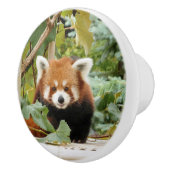 Red Panda セラミックノブ (右)