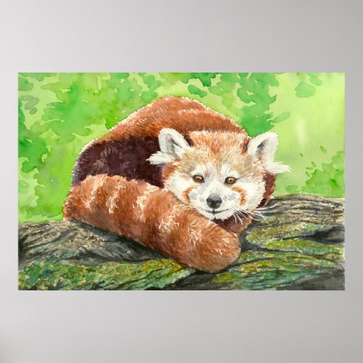 Red panda ポスター (正面)
