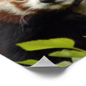 red-panda-007 ポスター (角)