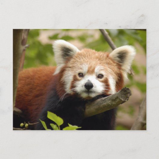 red-panda-007 ポストカード (正面)