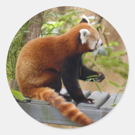 red-panda-037 ラウンドシール (正面)