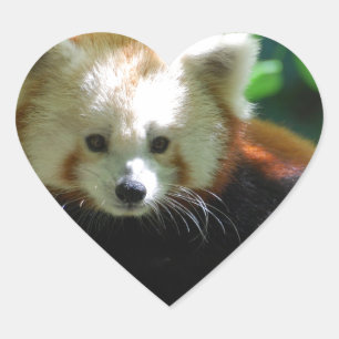 red-panda-11.jpg ハートシール