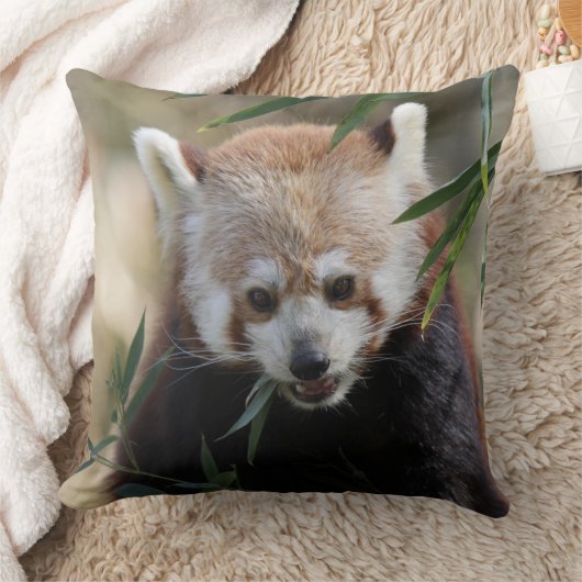 Red_Panda_2015_0311 クッション (ブランケット)
