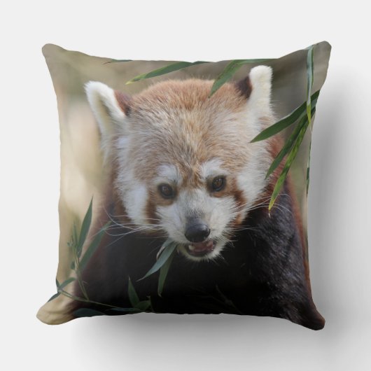 Red_Panda_2015_0311 クッション (正面)