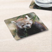 Red_Panda_2015_0311 スクエアペーパーコースター (アングル)