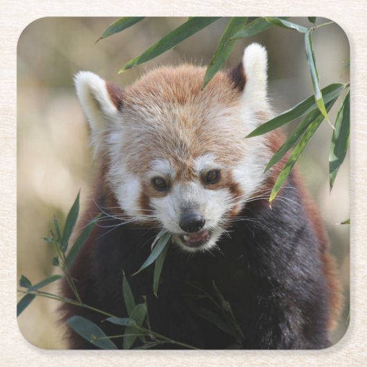 Red_Panda_2015_0311 スクエアペーパーコースター (正面)