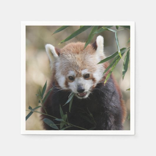 Red_Panda_2015_0311 スタンダードカクテルナプキン (正面)