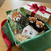 Red Panda in Bamboo Bliss – 野生動物 ポストカード