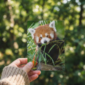 Red Panda in Bamboo Bliss – 野生動物 ポストカード