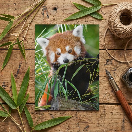 Red Panda in Bamboo Bliss – 野生動物 ポストカード