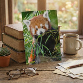 Red Panda in Bamboo Bliss – 野生動物 ポストカード