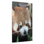 Red Panda, Taronga Zoo,シドニー,オーストラリア クリップボード (右)