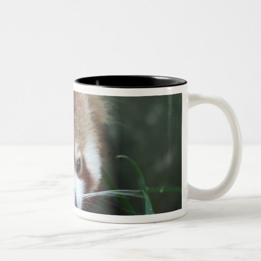 Red Panda, Taronga Zoo,シドニー,オーストラリア ツートーンマグカップ (右)