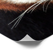 Red Panda, Taronga Zoo,シドニー,オーストラリア ポスター (角)