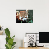 Red Panda, Taronga Zoo,シドニー,オーストラリア ポスター (ホームオフィス)