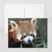Red Panda, Taronga Zoo，シドニー，オーストラリア ポストカード (正面/裏面)