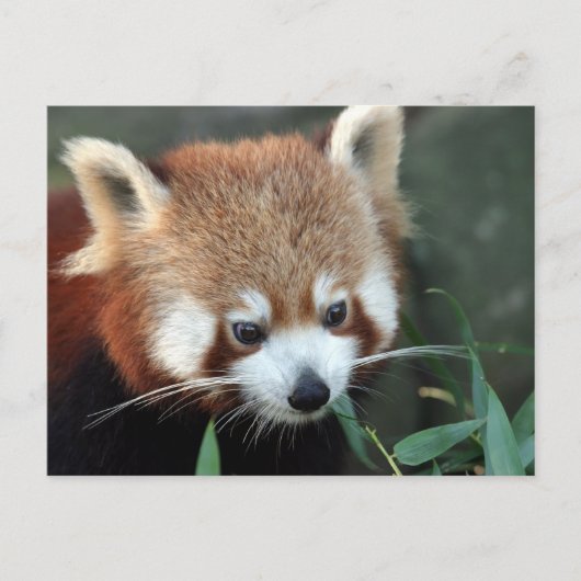 Red Panda, Taronga Zoo，シドニー，オーストラリア ポストカード (正面)