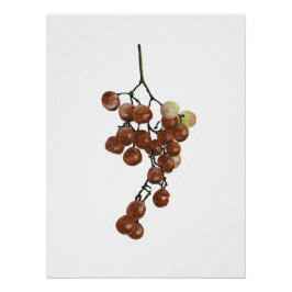 Red Peppercorns - Botanical Print 2 ポスター