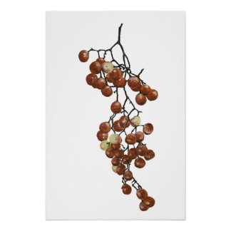 Red Peppercorns - Botanical Study 3 ポスター