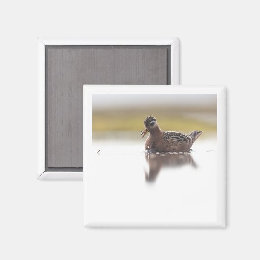 Red Phalarope 2x2 magnet マグネット (正面/裏面)