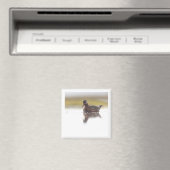 Red Phalarope 2x2 magnet マグネット (インサイチュ (食洗機))