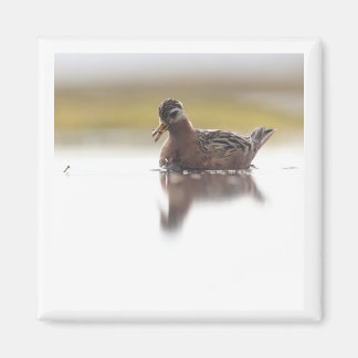 Red Phalarope 2x2 magnet マグネット