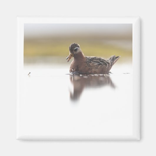 Red Phalarope 2x2 magnet マグネット (正面)