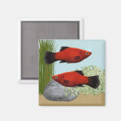 Red Platies Tropical Fish Nature Aquarium Magnet マグネット (正面/裏面)