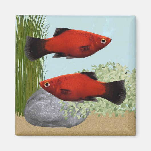 Red Platies Tropical Fish Nature Aquarium Magnet マグネット (正面)