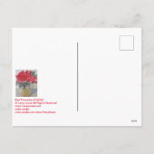 Red Poinsettia #190301 Holiday Postcard シーズンポストカード (裏面)