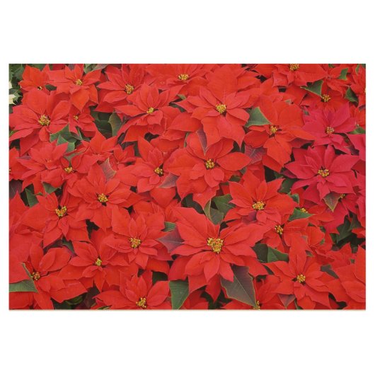 Red Poinsettias Iクリスマスホリデーフローラ写真 ウッドポスター (正面)