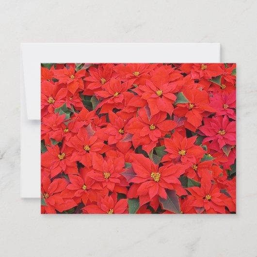 Red Poinsettias Iクリスマスホリデーフローラ写真 カード (正面)