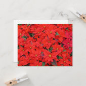 Red Poinsettias Iクリスマスホリデーフローラ写真 カード (正面/裏面インサイチュ)